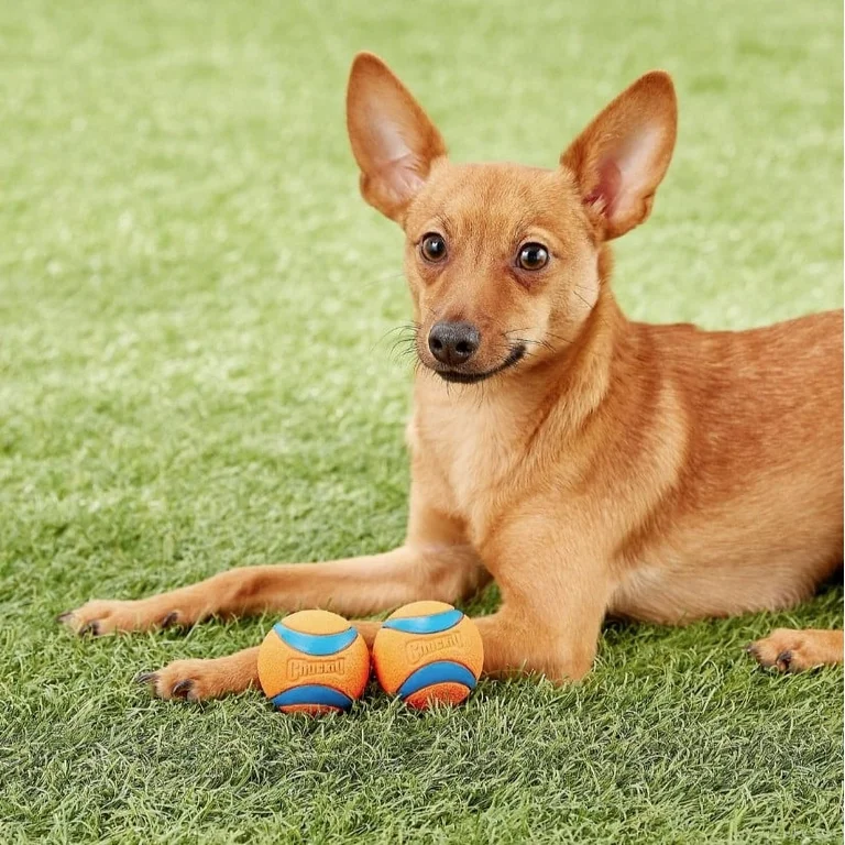 Chuckit! Ultra Ball Dog Toy – Pack of 3
